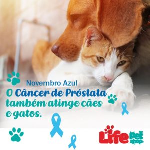 Câncer de Próstata em cães e gatos